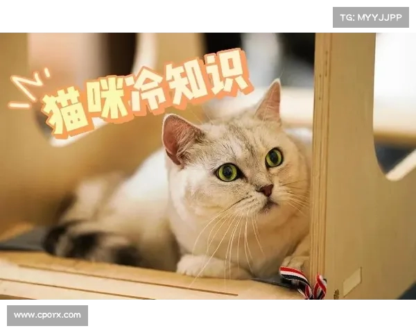 《探索人类与猫咪共生关系的奥秘与奇妙瞬间》 《探索人类与猫咪共生关系的奥秘与奇妙瞬间》